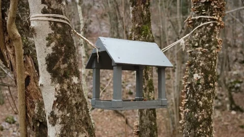 Bird feeder in the forest Stock Footage 239267008