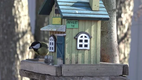 Bird feeder in the form of a house. titmouse eats seeds in garden. close up view Видео 156755879
