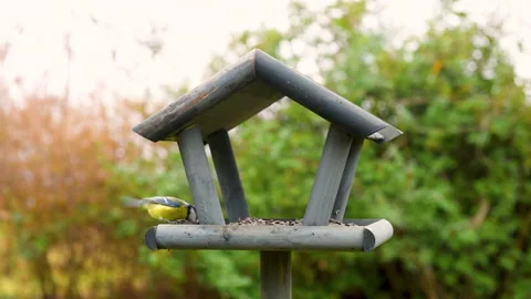 Bird feeder in garden Stock Footage 259219325