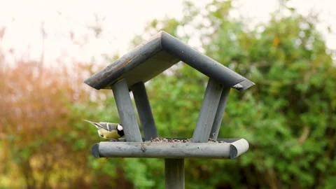 Bird feeder in garden Stock Footage 259219530