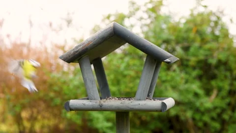 Bird feeder in garden Stock Footage 259220250