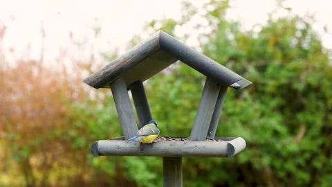Bird feeder in garden Stock Footage 259220893