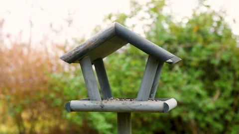 Bird feeder in garden Stock Footage 259221690
