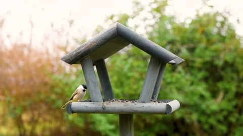 Bird feeder in garden Stock Footage 259222298