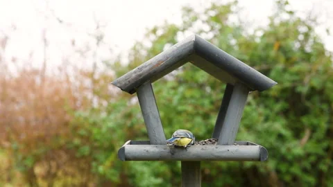 Bird feeder in garden Stock Footage 259222500
