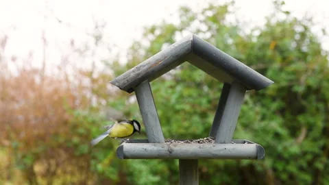 Bird feeder in garden Stock Footage 259226274