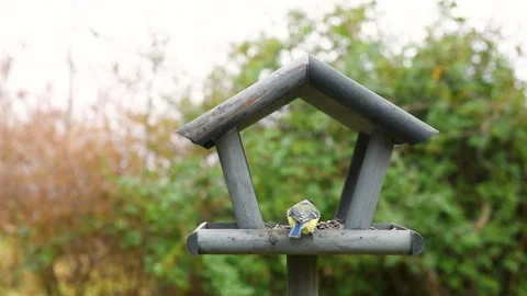 Bird feeder in garden Stock Footage 259227114