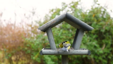 Bird feeder in garden Stock Footage 259229253