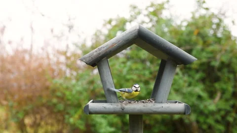 Bird feeder in garden Stock Footage 259230068
