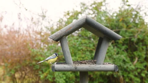 Bird feeder in garden Stock Footage 259231290