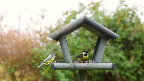 Bird feeder in garden Stock Footage 259233948