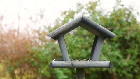 Bird feeder in garden Stock Footage 259235110