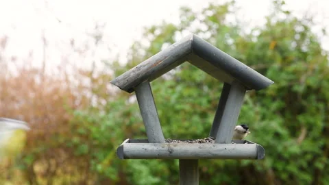 Bird feeder in garden Stock Footage 259235831