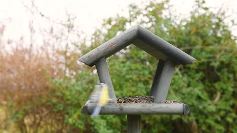 Bird feeder in garden Stock Footage 259238599