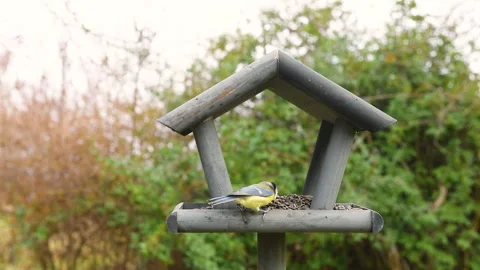 Bird feeder in garden Stock Footage 259239972