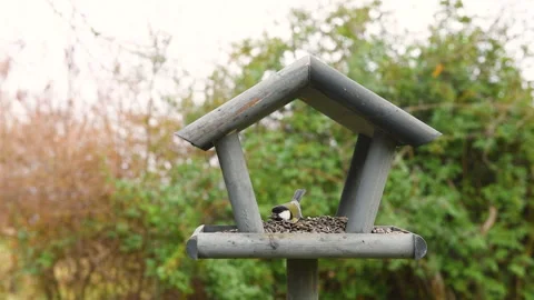 Bird feeder in garden Stock Footage 259240931