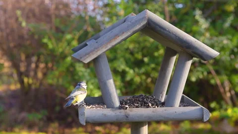 Bird feeder in garden Stock Footage 259241128