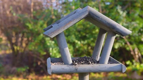 Bird feeder in garden Stock Footage 259241563