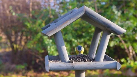 Bird feeder in garden Stock Footage 259242143