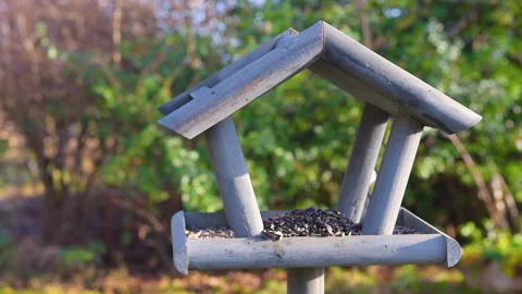 Bird feeder in garden Stock Footage 259242671