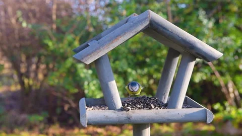 Bird feeder in garden Stock Footage 259242711