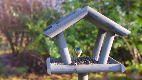 Bird feeder in garden Stock Footage 259243105