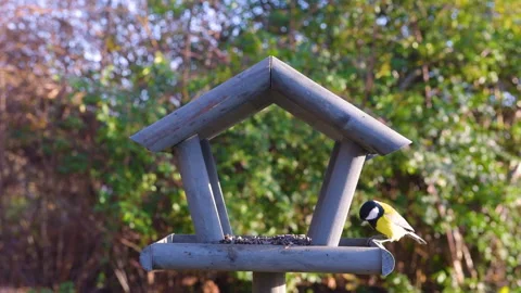 Bird feeder in garden Stock Footage 259243404