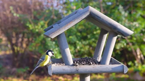 Bird feeder in garden Stock Footage 259243554