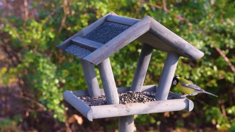 Bird feeder in garden Stock Footage 259244091
