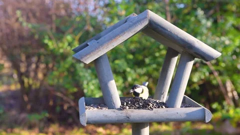 Bird feeder in garden Stock Footage 259244416