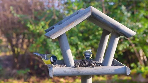 Bird feeder in garden Stock Footage 259244853