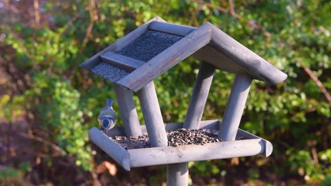 Bird feeder in garden Stock Footage 259245336
