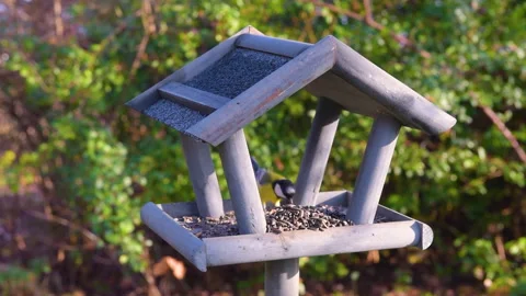 Bird feeder in garden Stock Footage 259245668