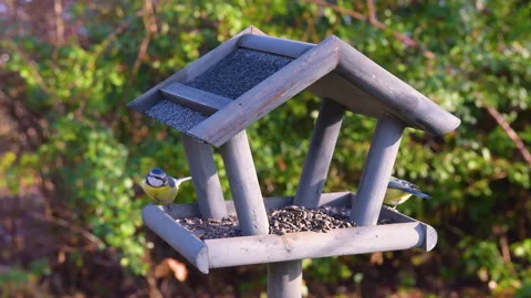 Bird feeder in garden Stock Footage 259245671