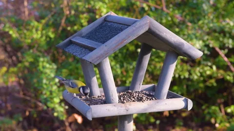 Bird feeder in garden Stock Footage 259246077