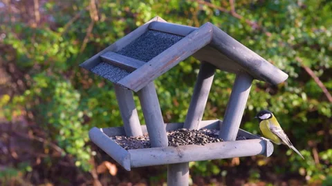 Bird feeder in garden Stock Footage 259246395