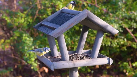 Bird feeder in garden Stock Footage 259246711