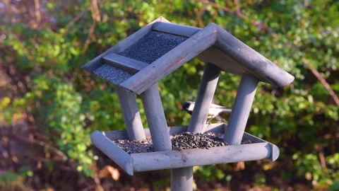 Bird feeder in garden Stock Footage 259246825