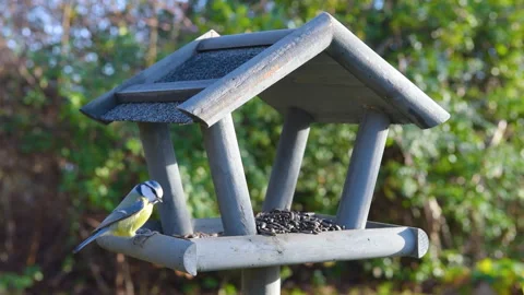Bird feeder in garden Stock Footage 259247473