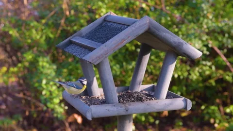 Bird feeder in garden Stock Footage 259247586
