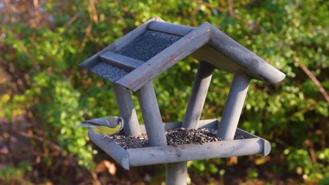 Bird feeder in garden Stock Footage 259247611