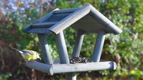 Bird feeder in garden Stock Footage 259248245