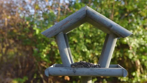 Bird feeder in garden Stock Footage 259248802