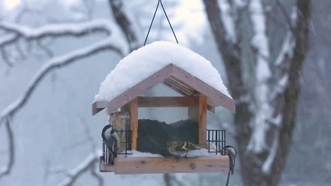 BIRD FEEDER GETS VISIT Stock Footage 103295172