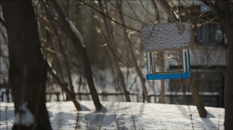 Bird Feeder hanging among the Trees in Light of the spring Sun Stock Footage 36036657