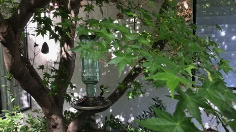 Bird Feeder hanging on Green Tree Stock Footage 127674737