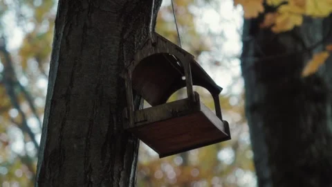 Bird Feeder Hanging on Tree in Autumn Forest Vídeos de archivo 327464600