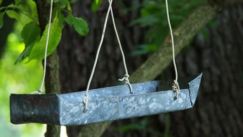 Bird feeder hanging on the tree Stock-Footage 114629868