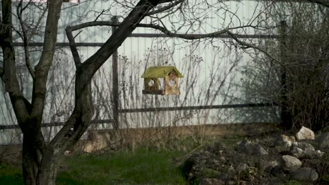 Bird feeder hangs from tree Stock Footage 134192978