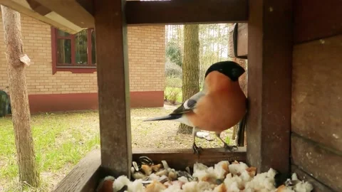 Bird feeder hidden camera shooting Stock Footage 200913122